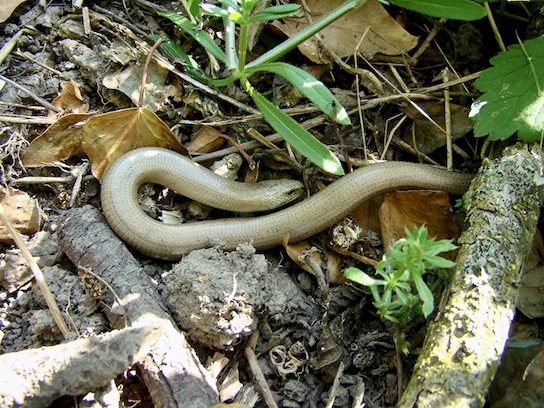 slow-worm